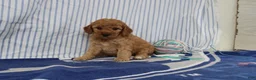 Mini Goldendoodle dogs for sale: Maui - Ad 4
