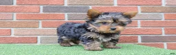 Yorkshire Terrier dogs for sale: Tracker  - Ad 10