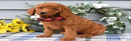 Standard Poodle dogs for sale: Romeo - Ad 7
