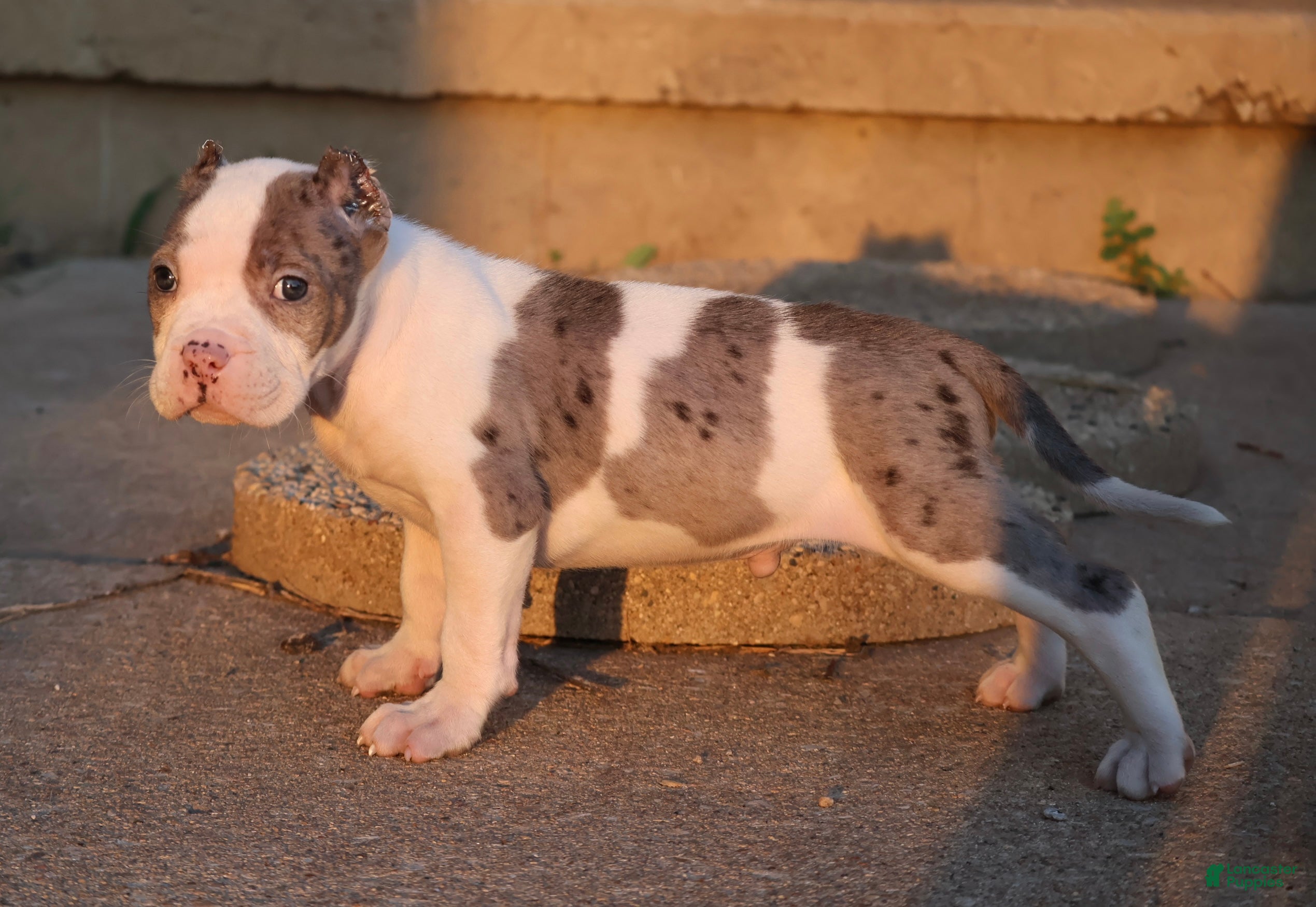 American Bully dogs Hercules - XL - ABKC - Ad 1