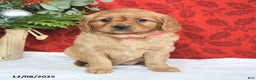 Miniature Golden Retriever dogs for sale: Merry - Ad 3