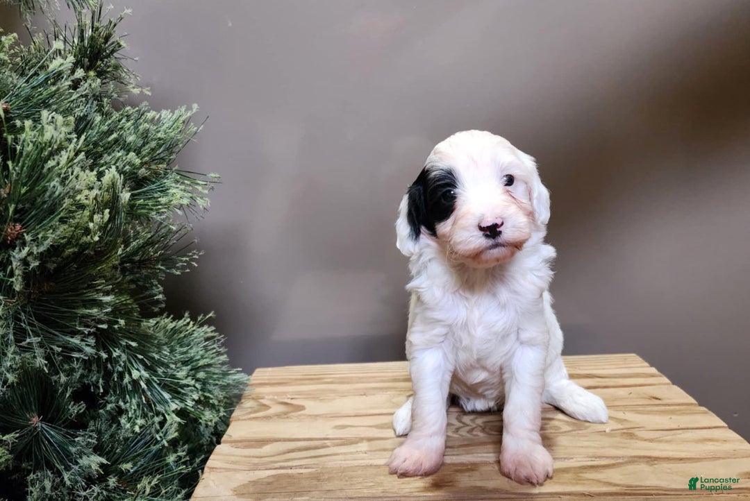 Mini Bernedoodle dogs for sale: Sparkle - Ad 4