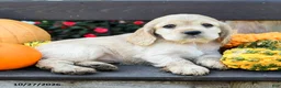 English Cocker Spaniel dogs for sale: Hazel - Ad 3