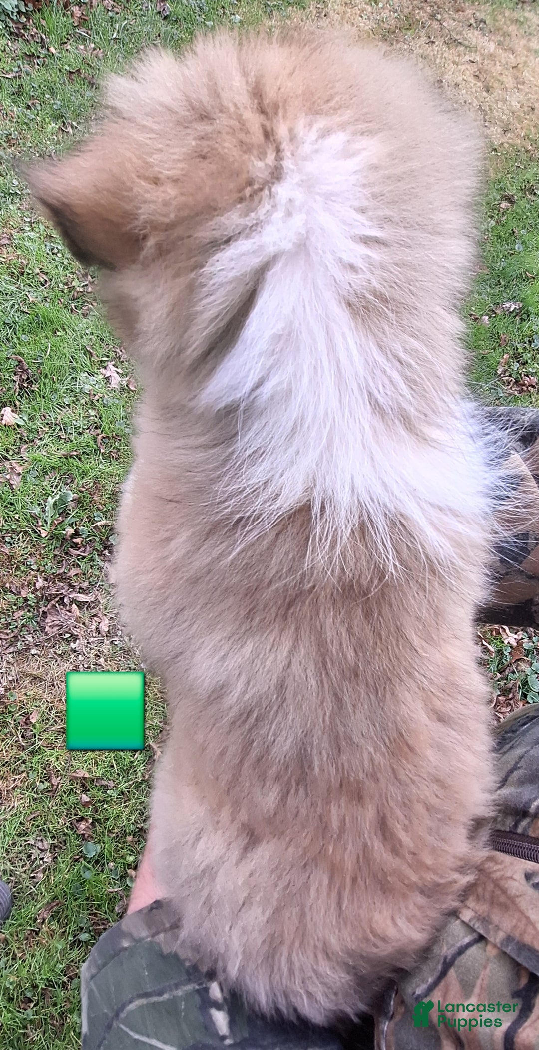 Shetland Sheepdog dogs for sale: Shetland Sheepdog Puppy 3 - Ad 2