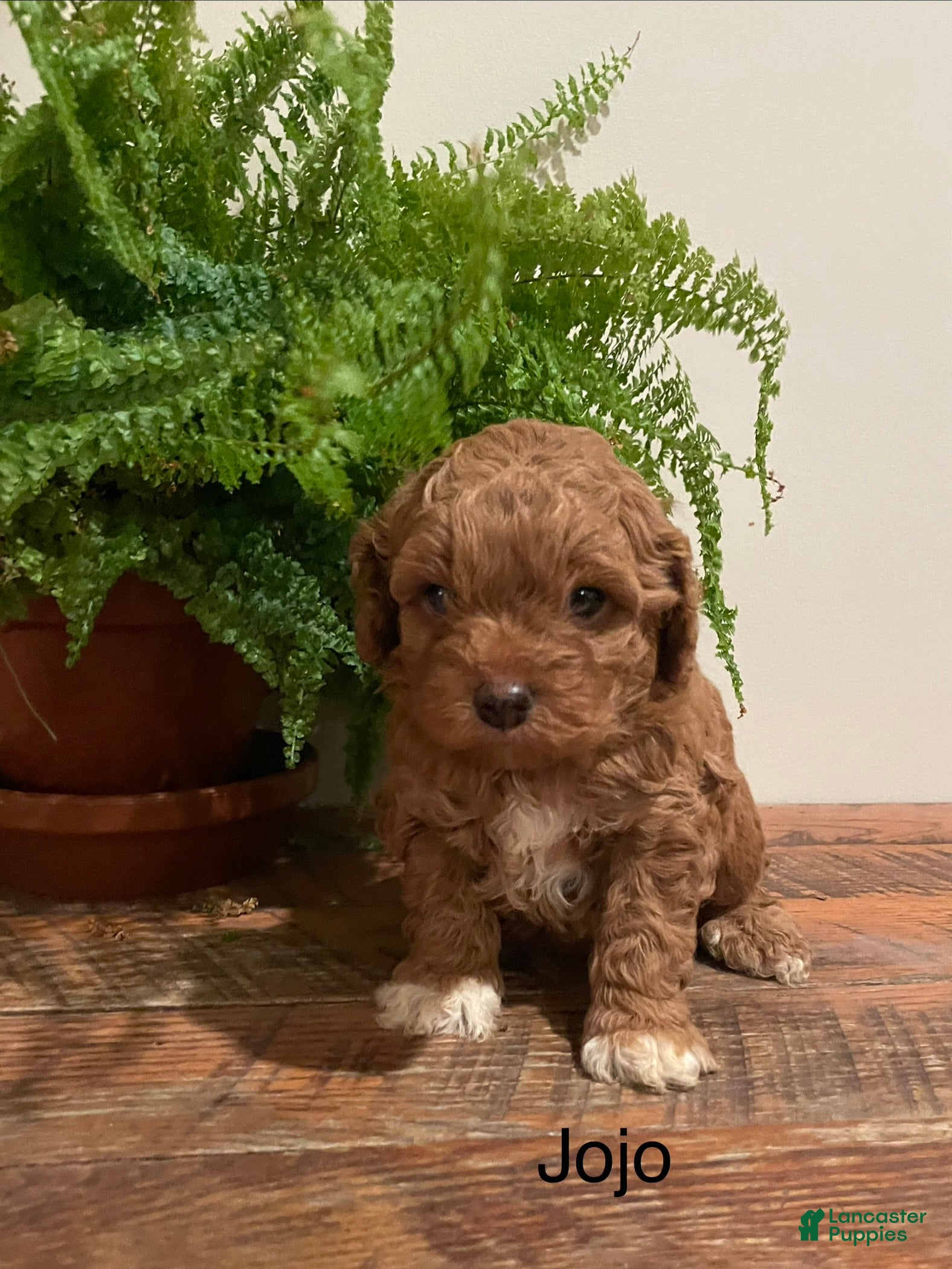 Cockapoo dogs JoJo - Ad 2