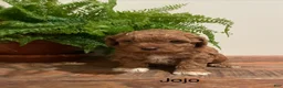 Cockapoo dogs for sale: JoJo - Ad 2