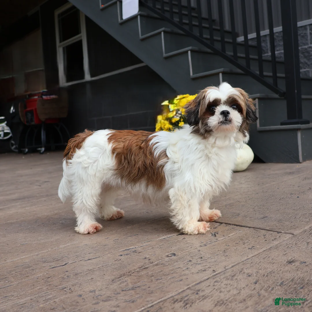 Shih Tzu dogs for sale: Bently - Ad 8