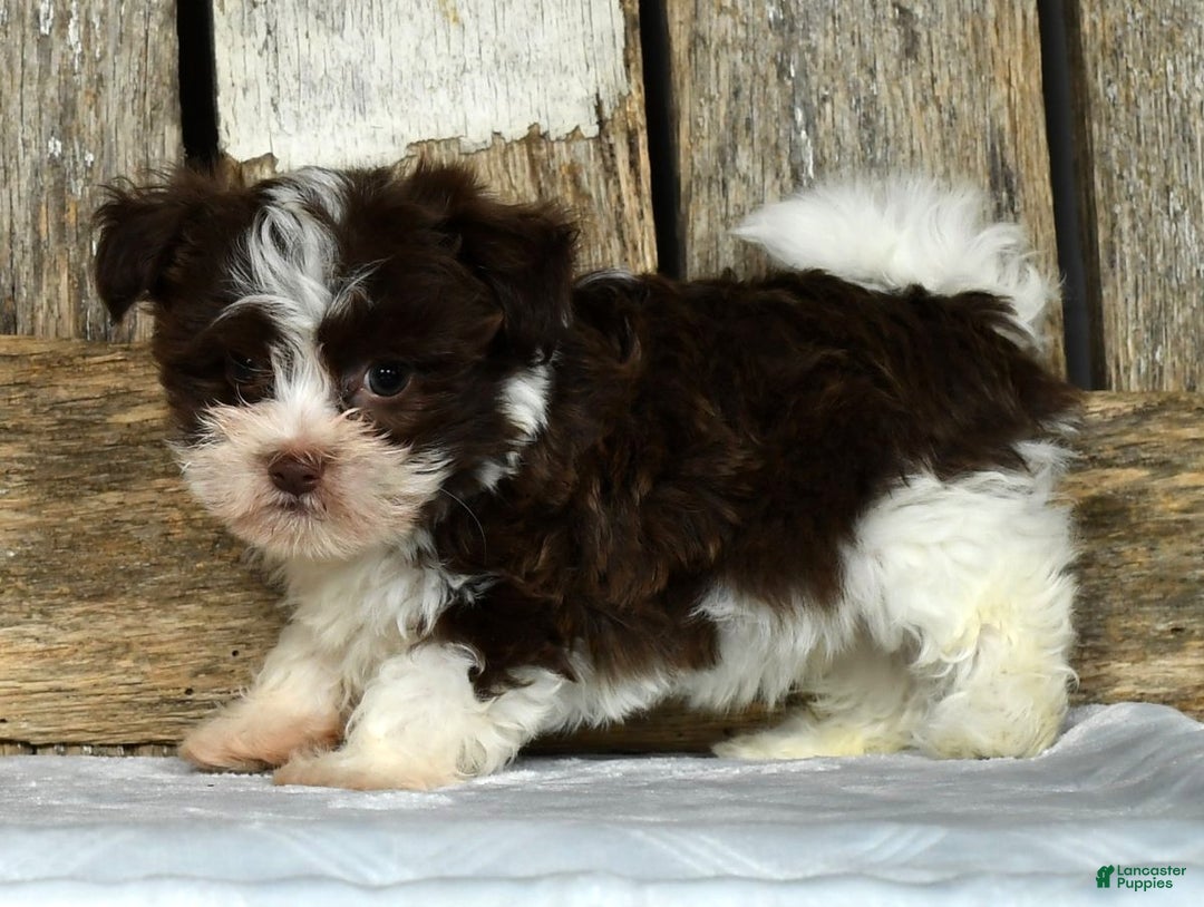 Havanese dogs for sale: Fritz - Ad 3