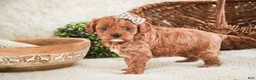 Cavapoo dogs for sale: Haven - Ad 5