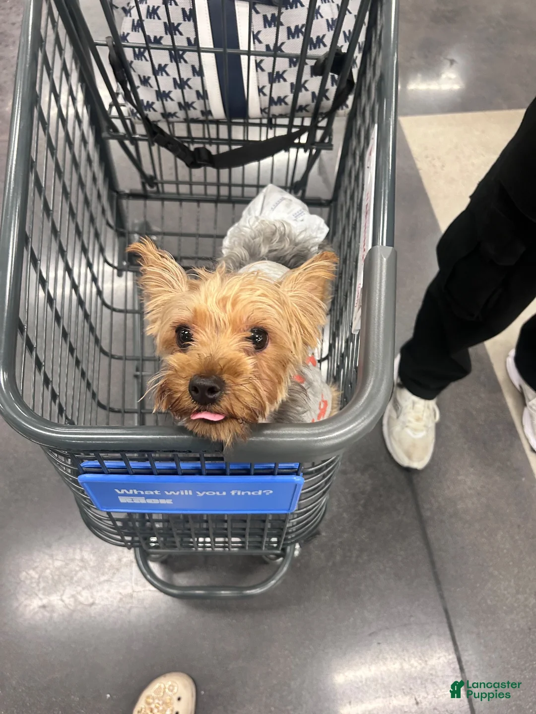 Yorkiepoo dogs for sale: Yorkiepoo 1 - Ad 3
