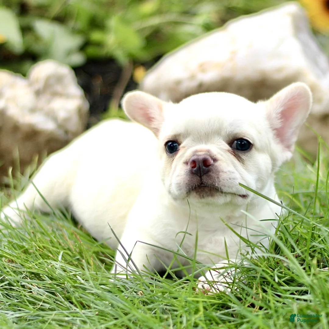French Bulldog dogs for sale: Belle  - Ad 2