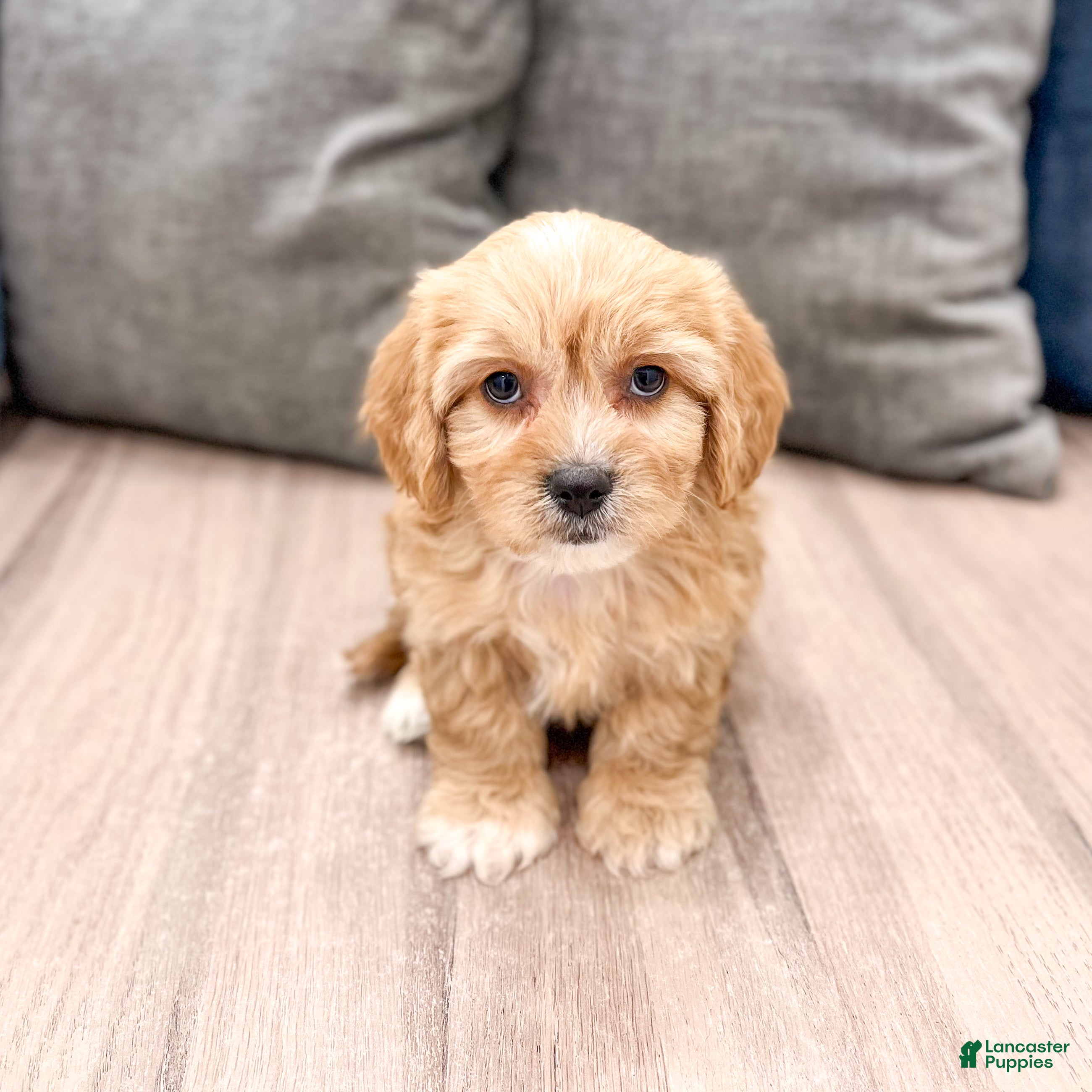 Cavachon dogs Benji - Ad 1
