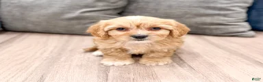 Benji