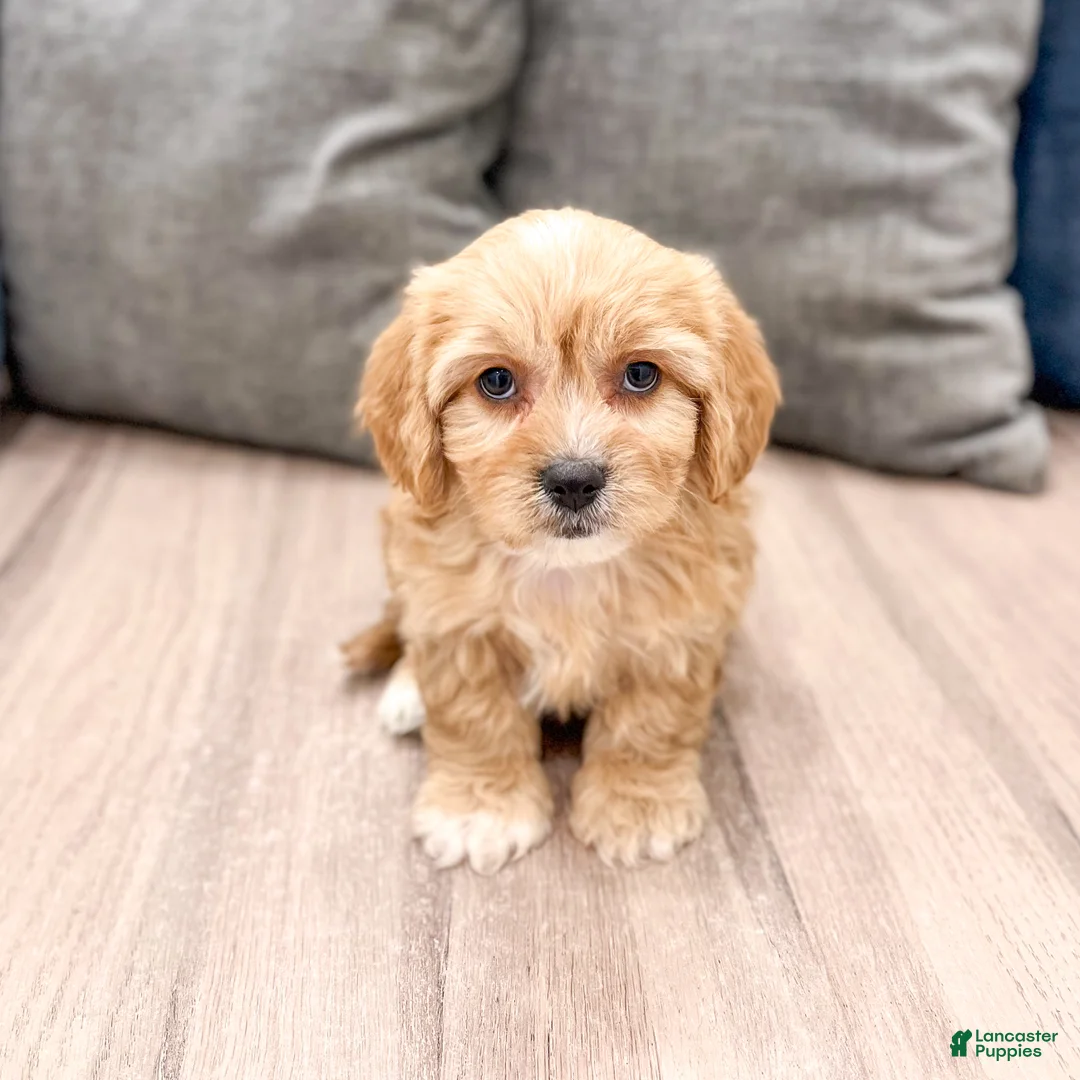 Cavachon dogs for sale: Benji - Ad 1