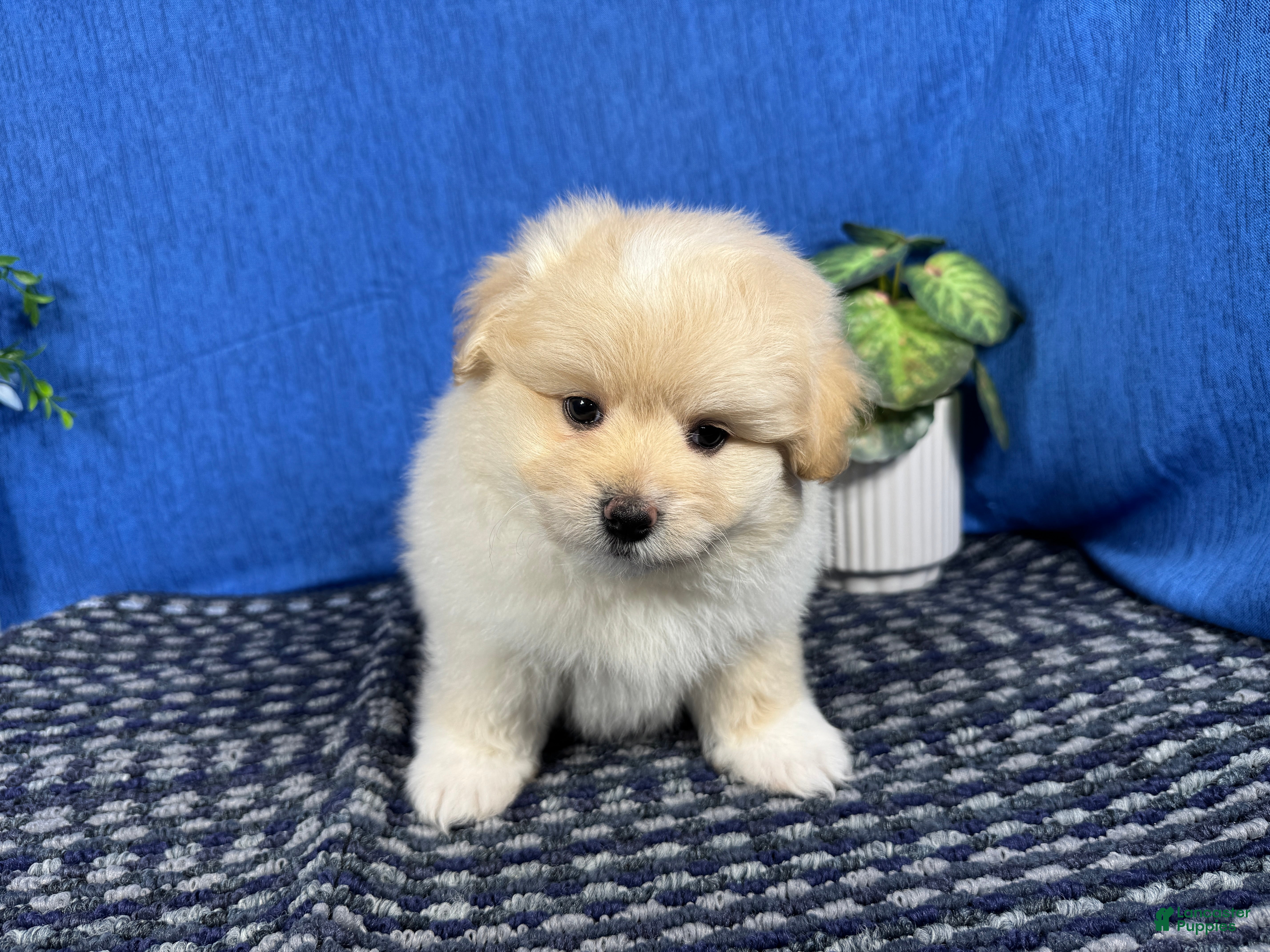 Pomapoo dogs Pomapoo 1 - Ad 29