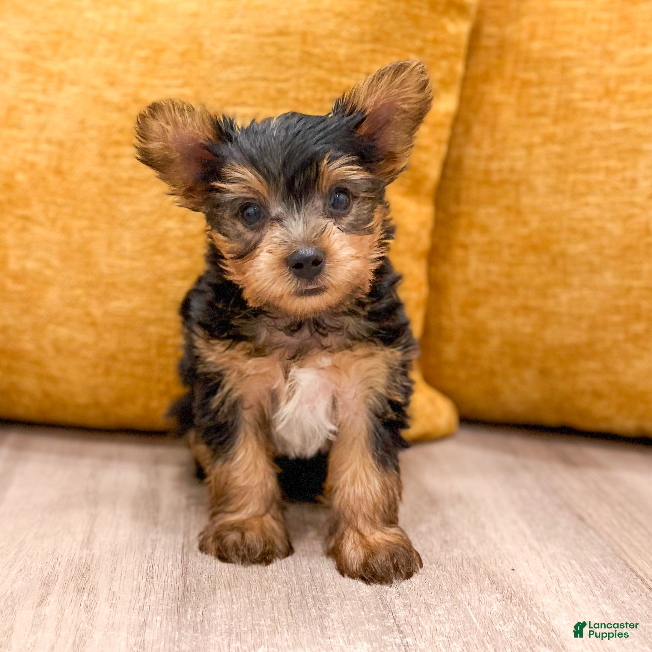 Yorkshire Terrier dogs Bear - Ad 2