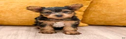 Yorkshire Terrier dogs for sale: Bear - Ad 2
