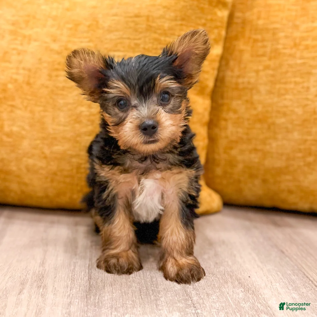 Yorkshire Terrier dogs for sale: Bear - Ad 2