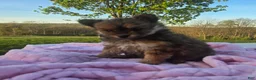 Pomapoo dogs for sale: Latte - Ad 1