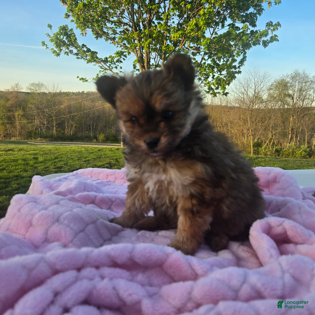 Pomapoo dogs for sale: Latte - Ad 1
