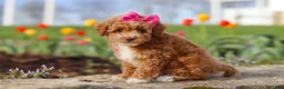 Miniature Poodle dogs for sale: Colleen - Ad 4