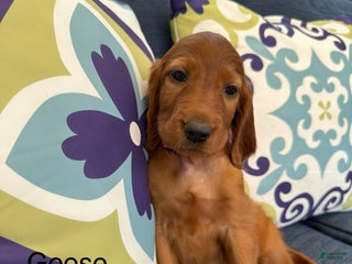 Irish Setter dogs - Ad 7