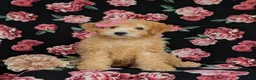Miniature Labradoodle dogs for sale: Mollie Hypoallergenic - Ad 3
