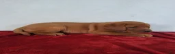 Labrador Retriever dogs for sale: Rowan - Ad 8