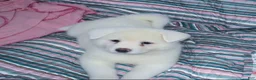 Akita dogs for sale: Zina - Ad 2
