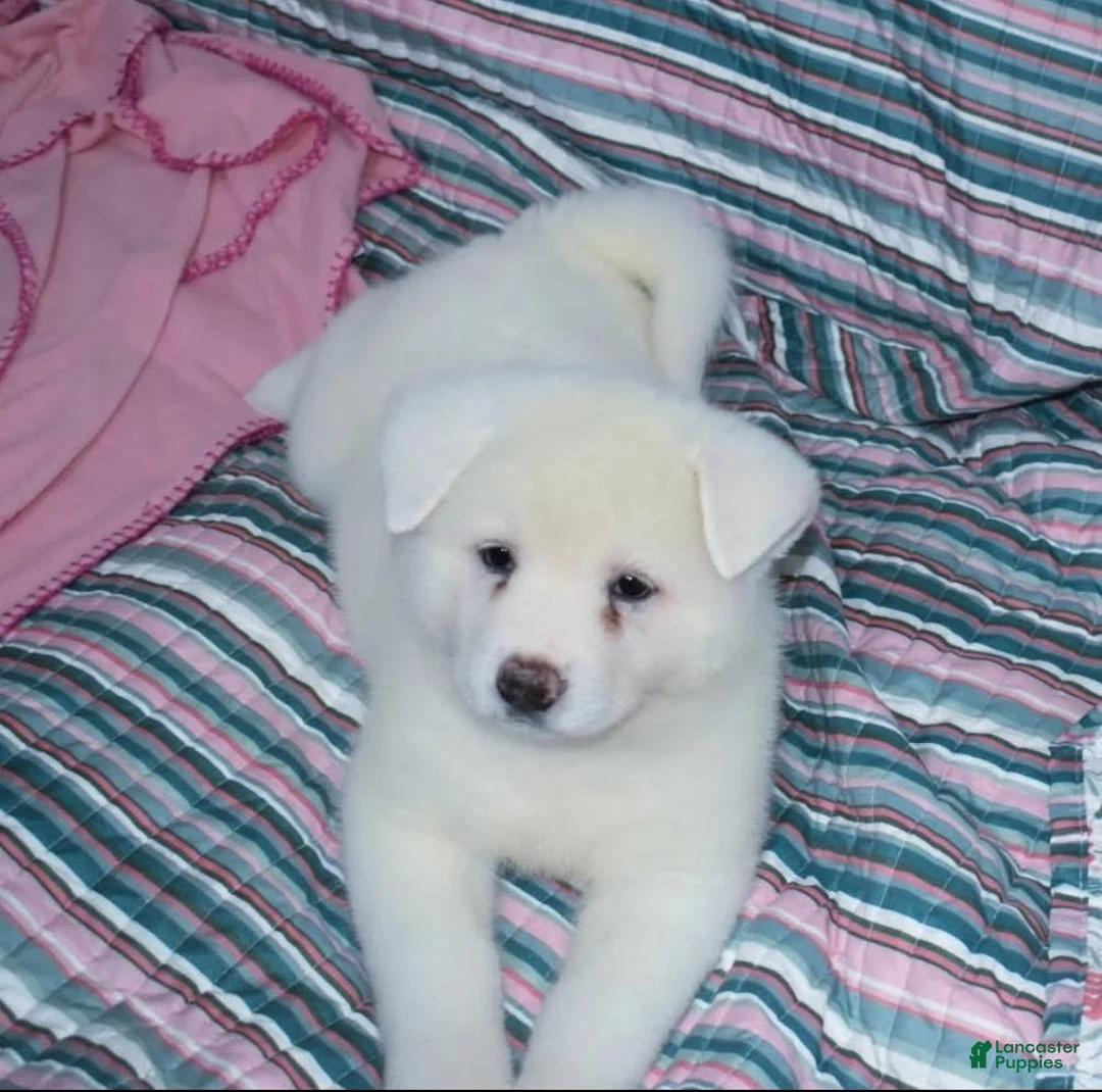 Akita dogs for sale: Zina - Ad 2