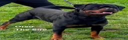 Rottweiler dogs for sale: Grey - Ad 9