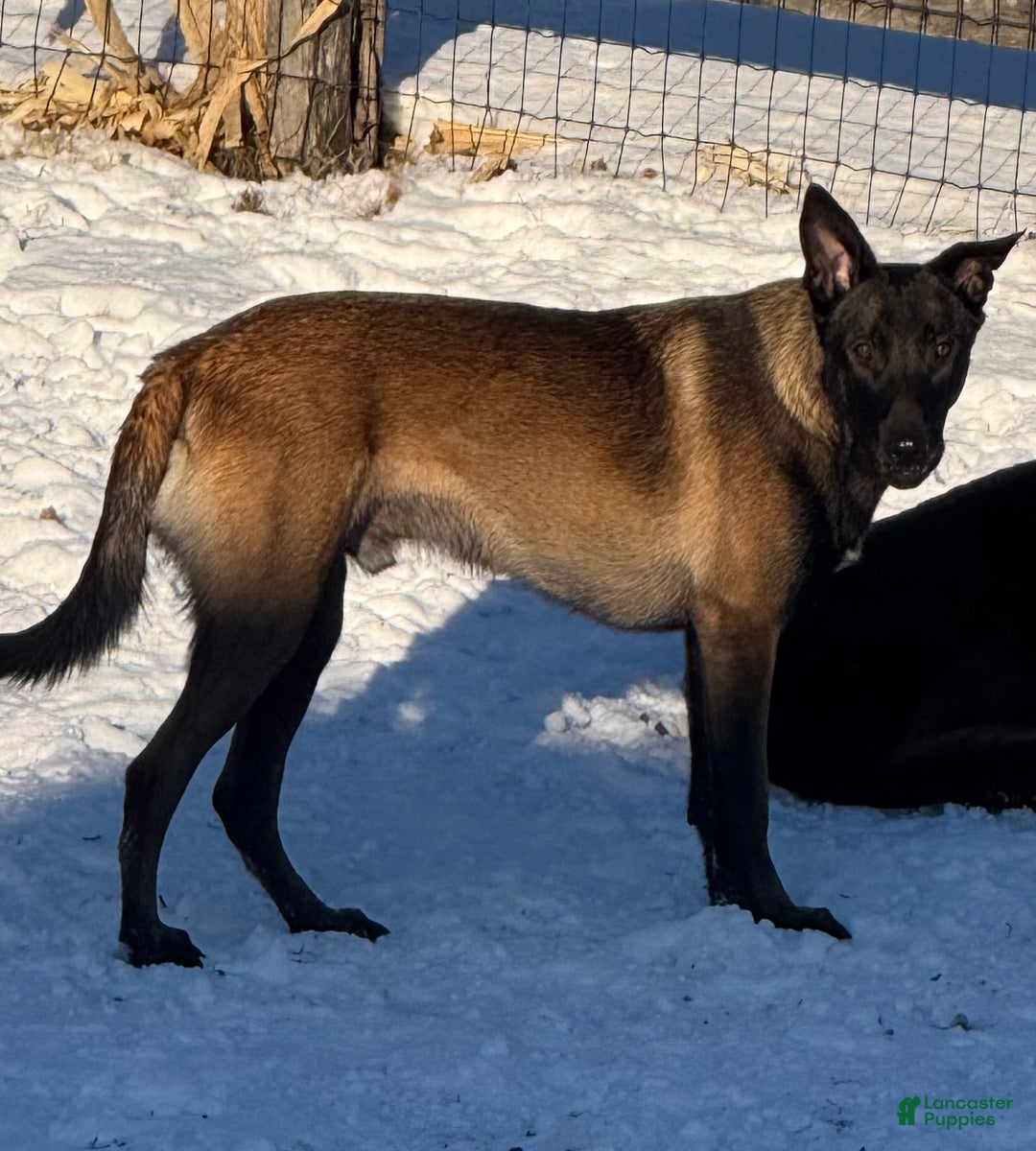 Belgian Malinois dogs for sale: Belgian Malinois Puppy  - Ad 4