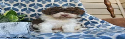 Labradoodle dogs for sale: Jelani - Ad 2