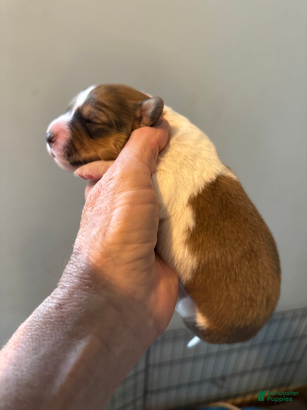 Welsh Corgi Pembroke dogs for sale: Welsh Corgi Pembroke Puppy 1 - Ad 5