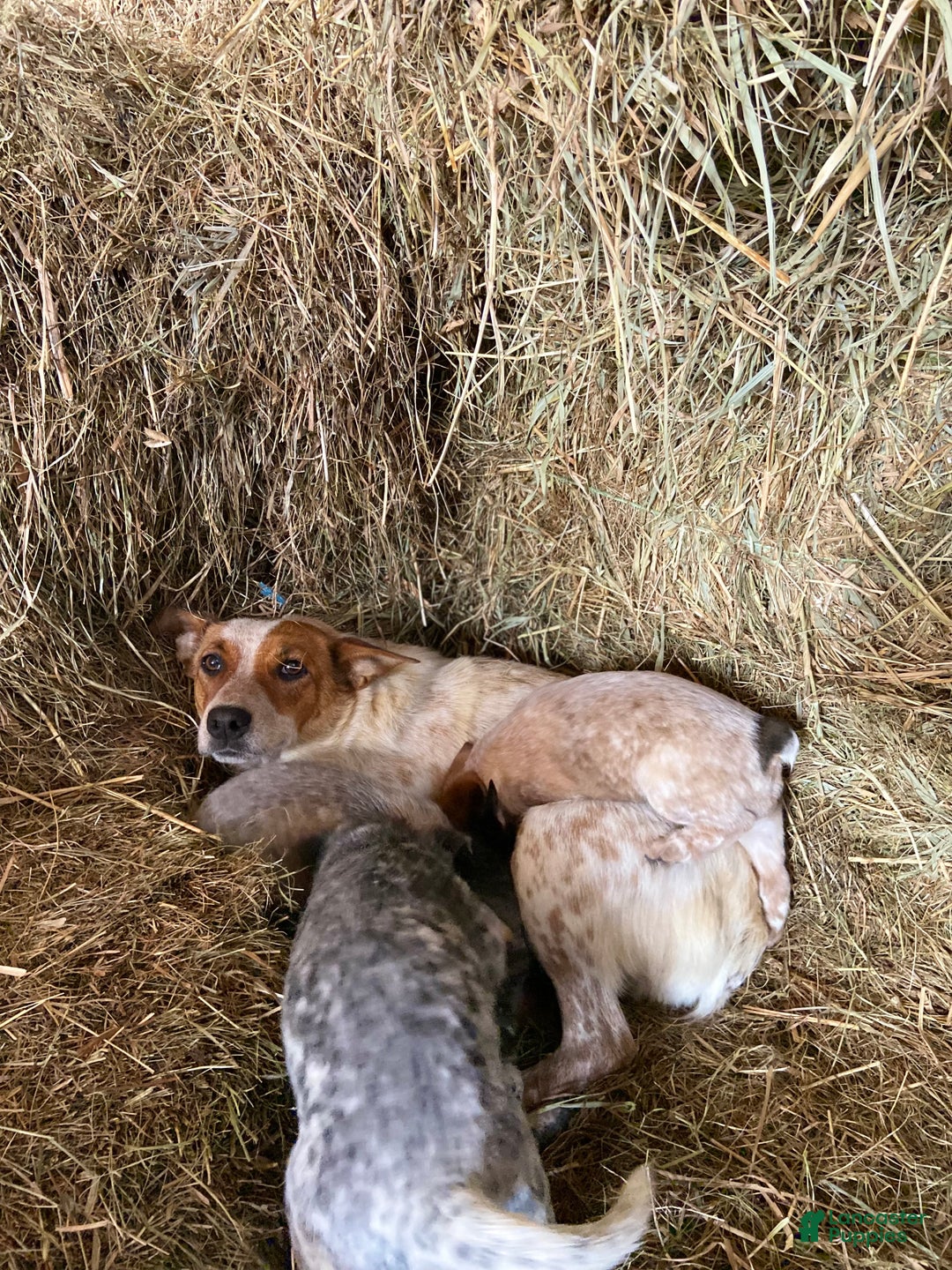 Australian Cattle Dog dogs for sale: Dolce - Ad 5