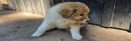 Great Pyrenees dogs for sale: Great Pyrenees Puppy 1 - Ad 2