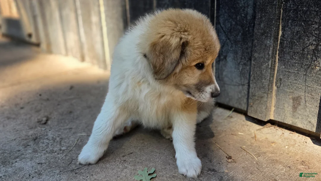 Great Pyrenees dogs for sale: Great Pyrenees Puppy 1 - Ad 2