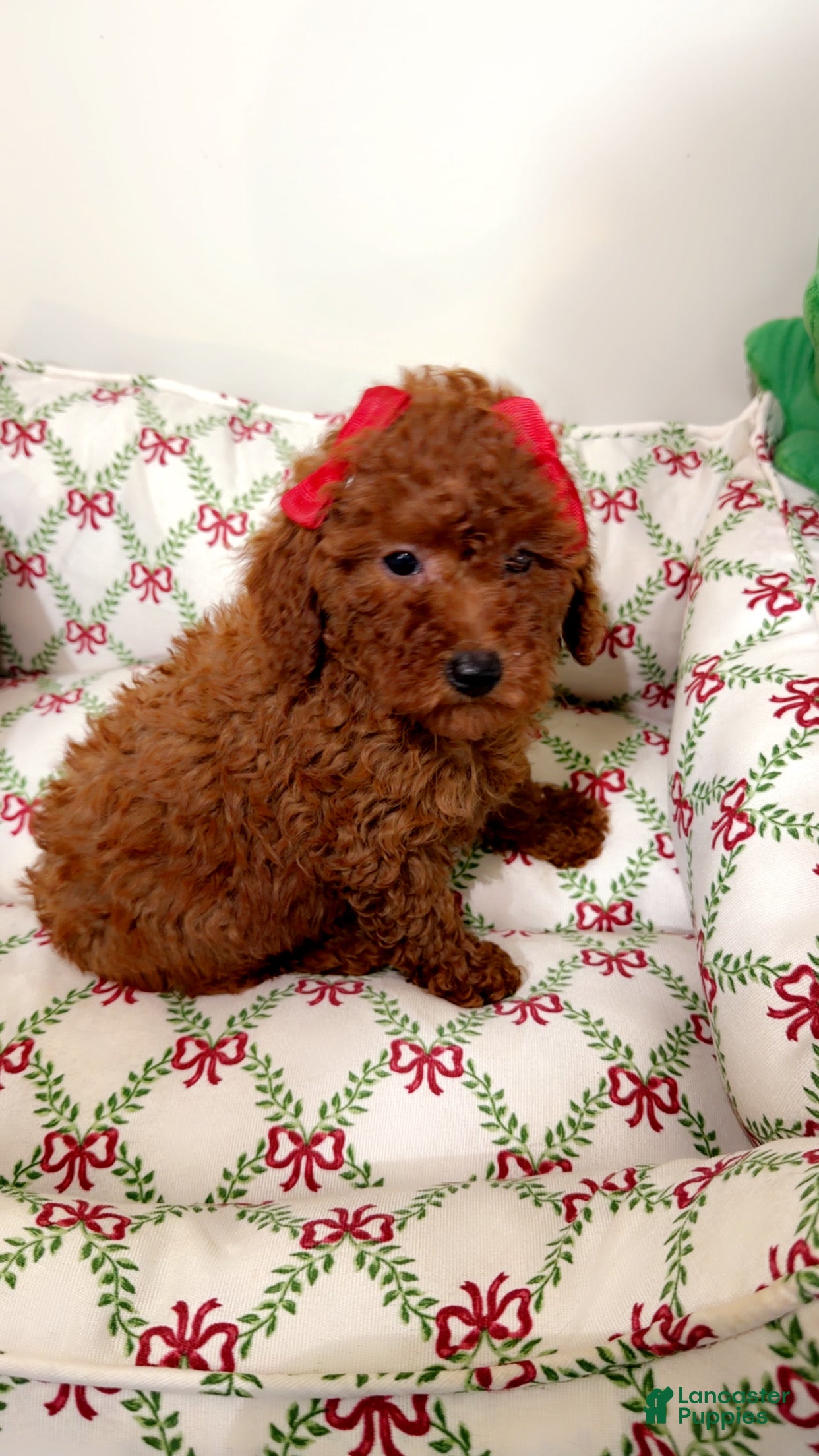 Toy Poodle dogs Fire  - Ad 42