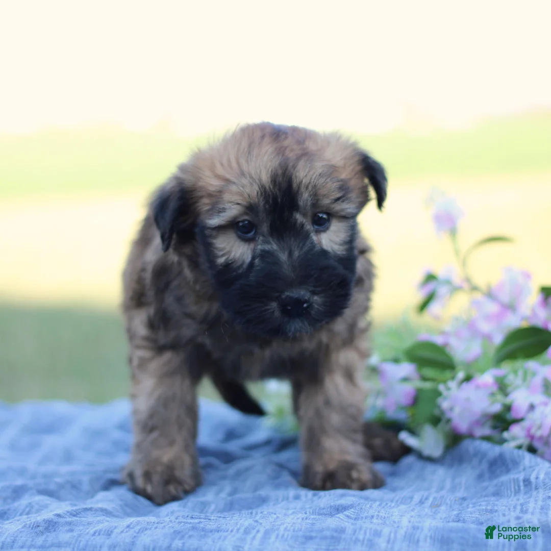 Soft Coated Wheaten Terrier dogs for sale: Grace  - Ad 2