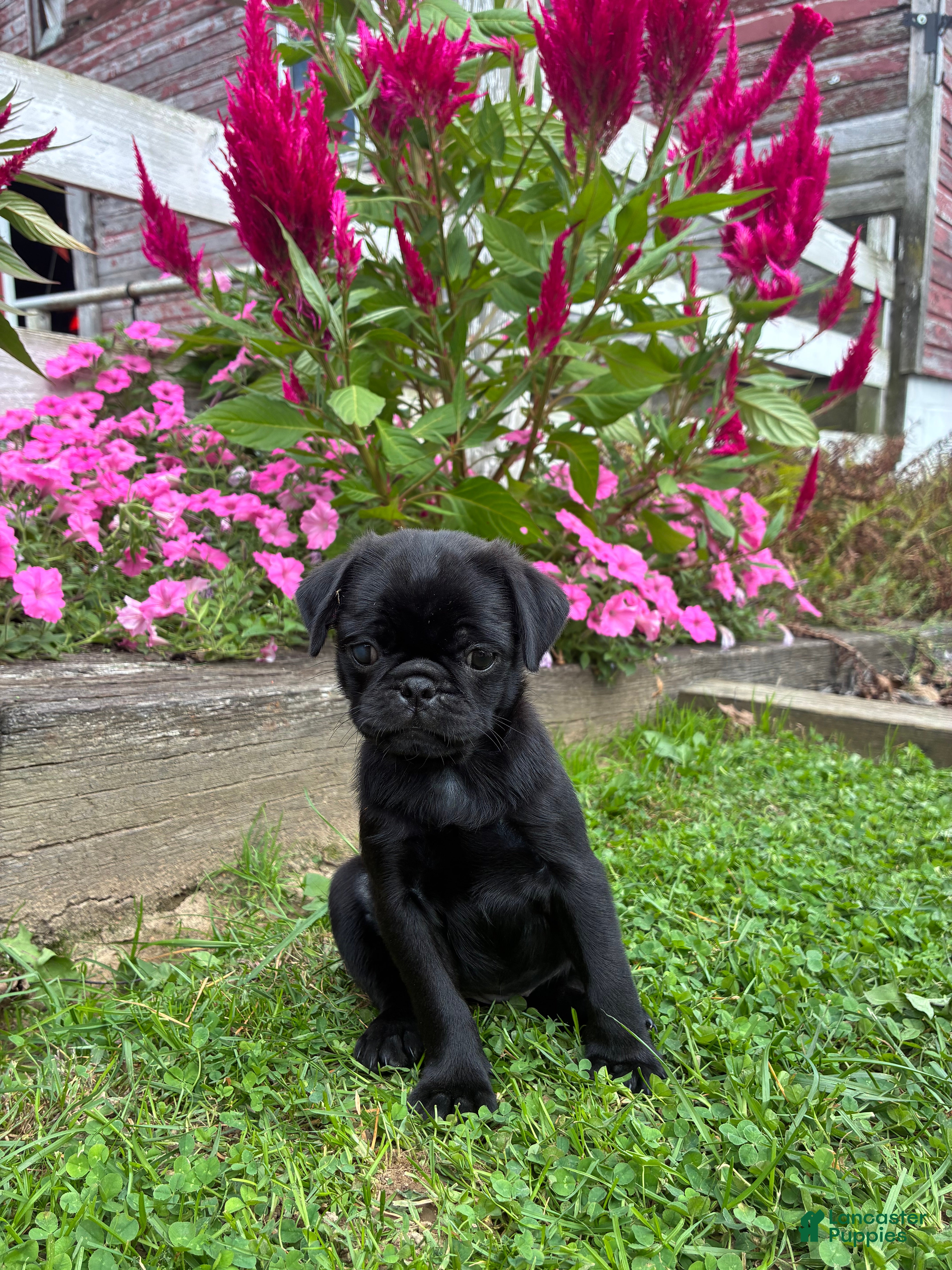 Pug dogs Penny - Ad 1