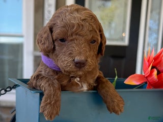 Mini Goldendoodle dogs - Ad 7