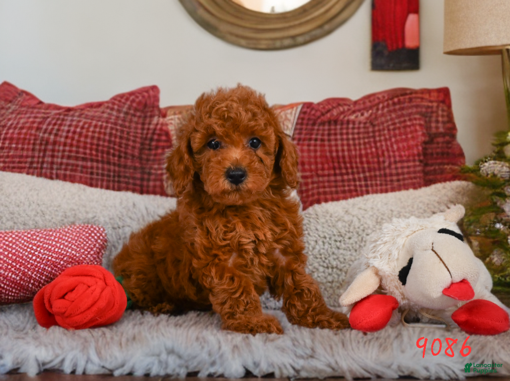 Miniature Poodle dogs Rocco - Ad 1