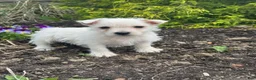 West Highland Terrier dogs for sale: Wiggles - Ad 3