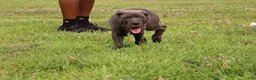 Cane Corso dogs for sale: Mr. Miyagi  - Ad 11