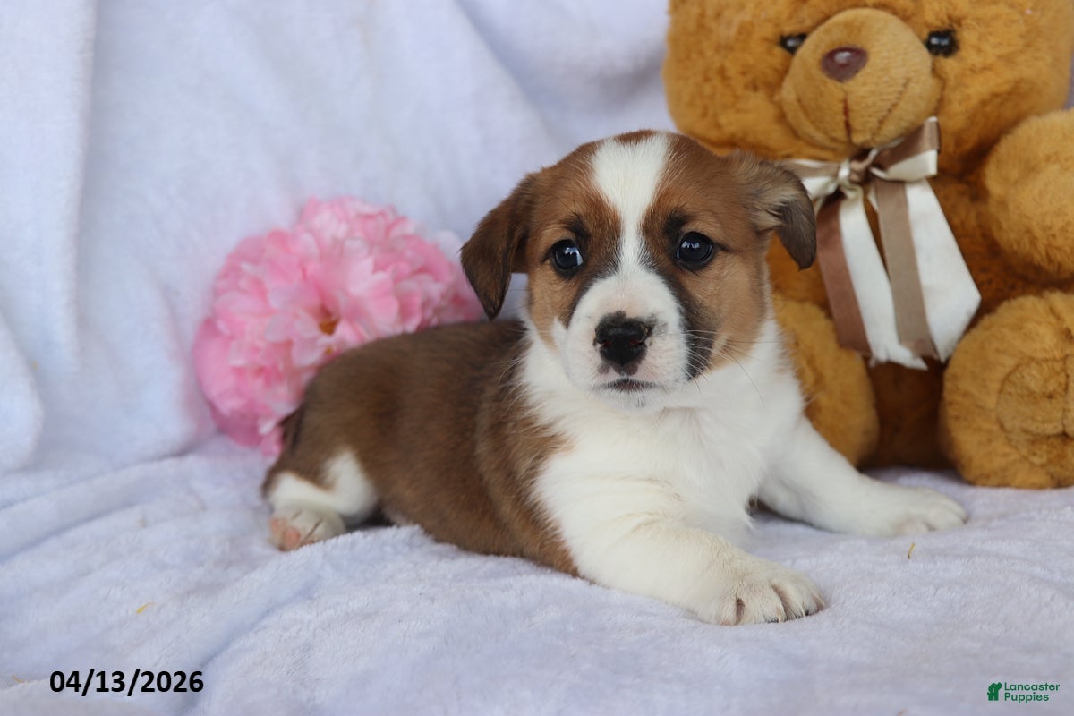 Mixed Breed dogs Toby - Ad 2