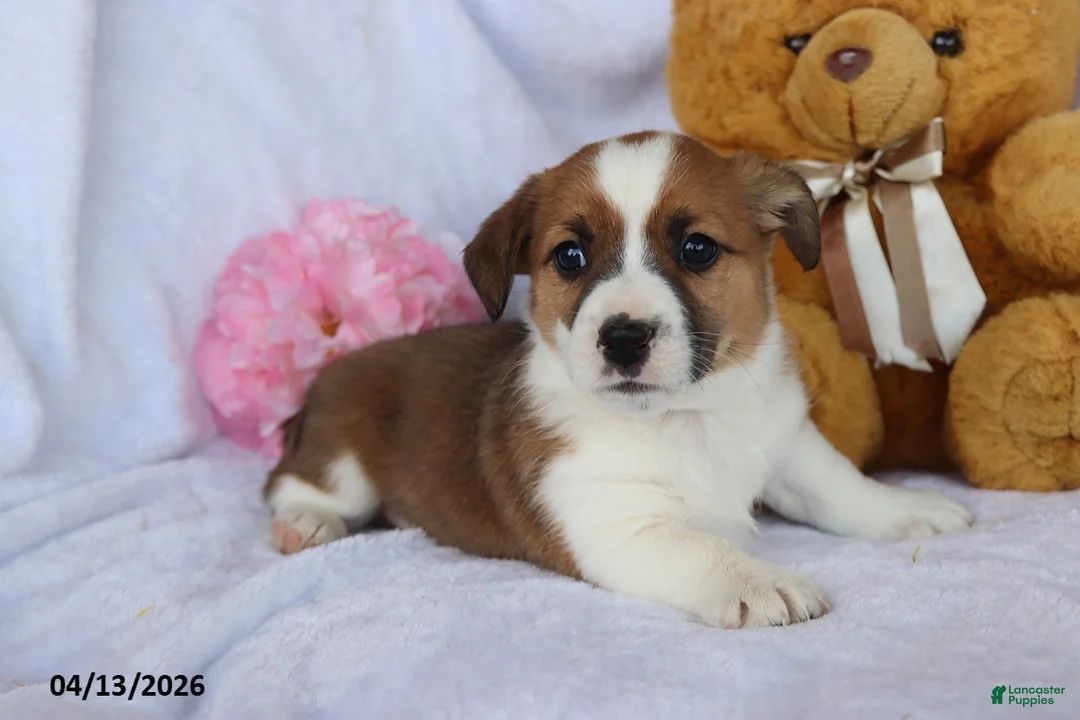 Mixed Breed dogs for sale: Toby - Ad 2