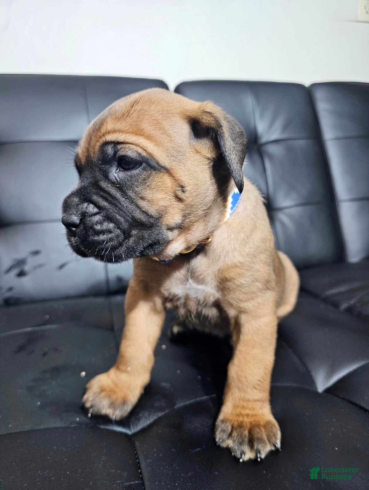 Cane Corso dogs for sale: Exalted Empire Carrera-Tan/Fawn (North American Mastiff)  - Ad 2