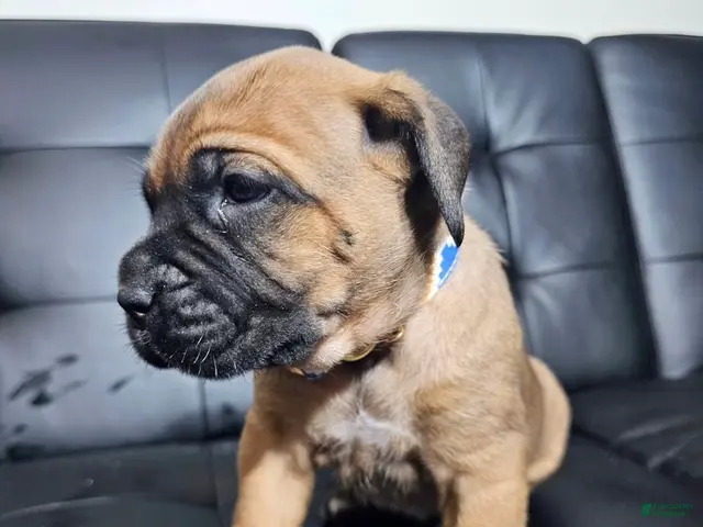 Cane Corso dogs for sale: Exalted Empire Carrera-Tan/Fawn (North American Mastiff) - Ad 2