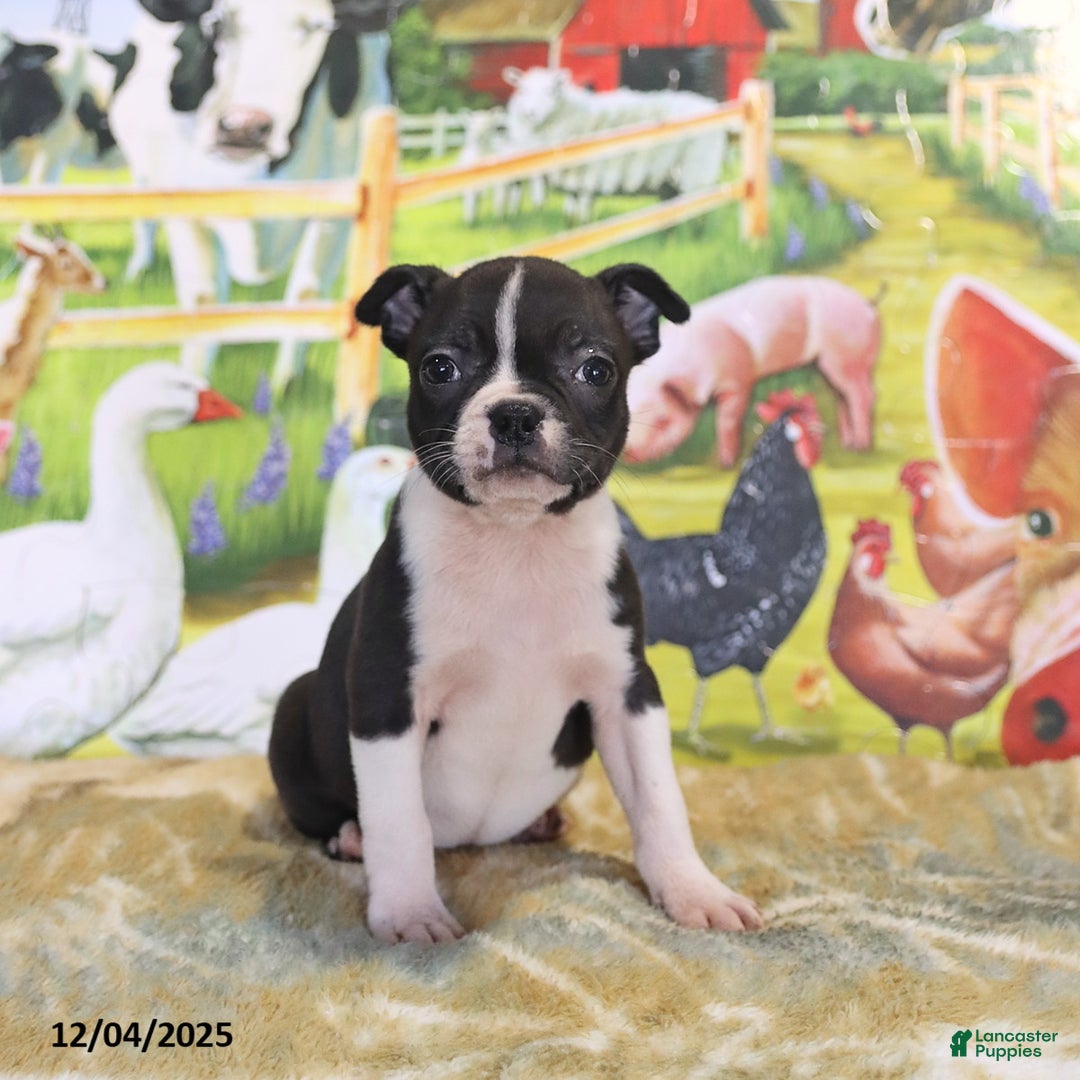Boston Terrier dogs for sale: Roxie - Ad 4