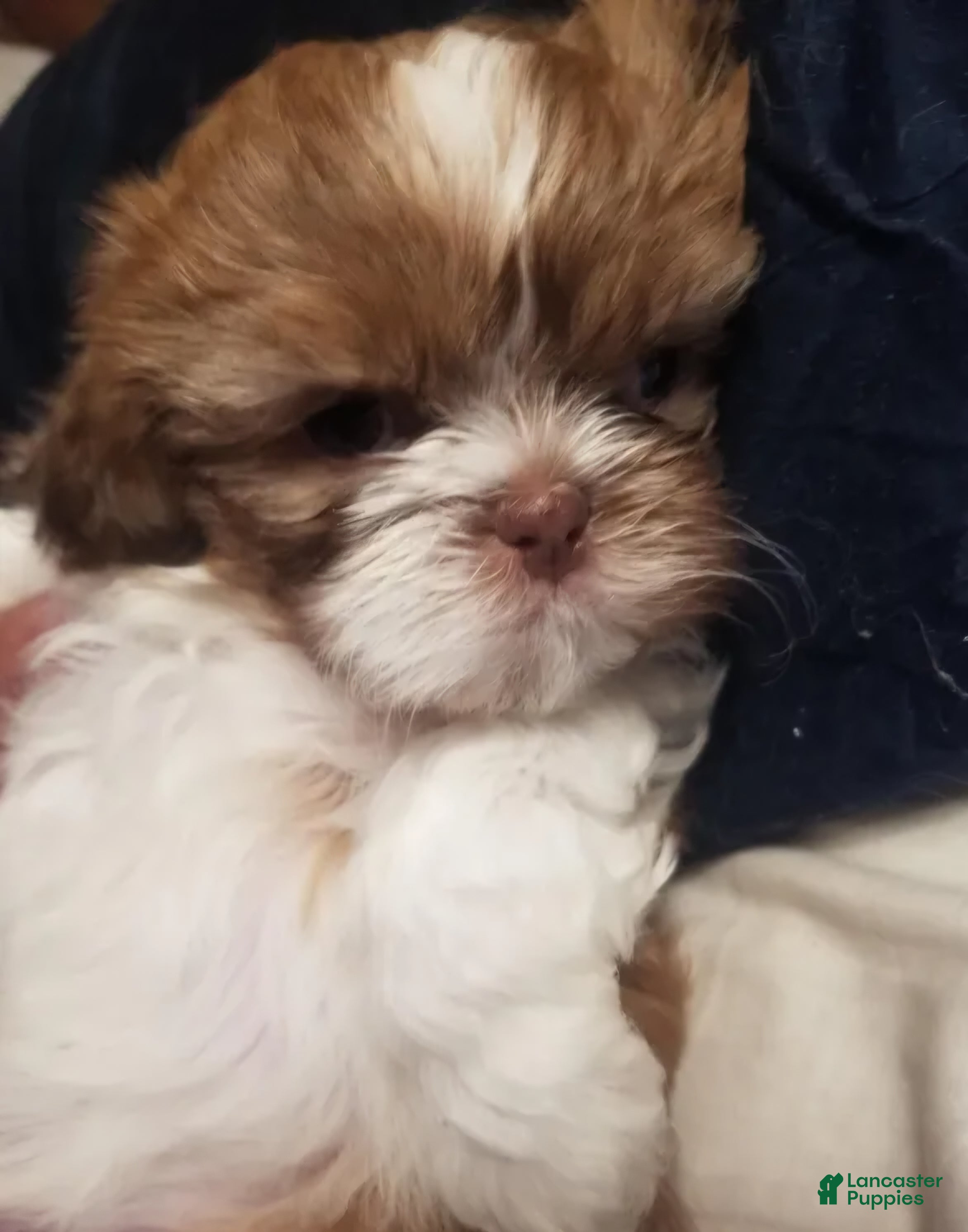 Shih Tzu dogs Coco - Ad 2